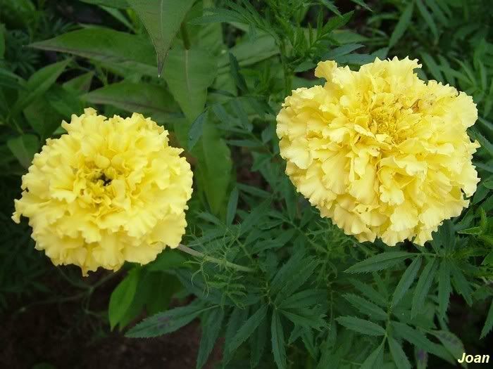 two-yellow-flowers.jpg picture by joanmacu