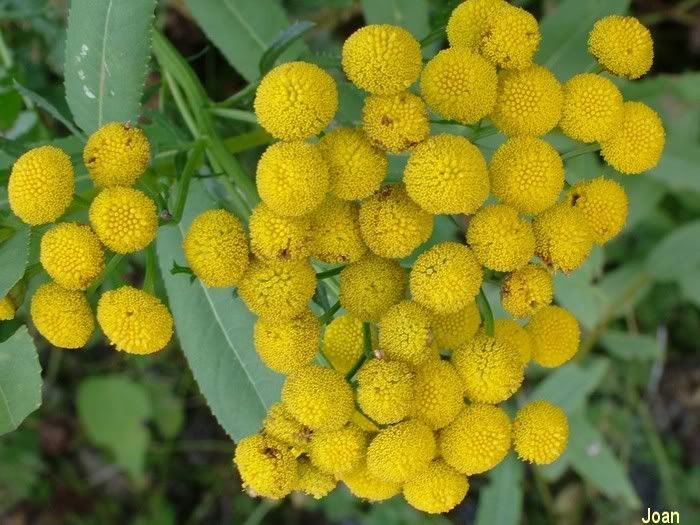 yellow-flower-system.jpg picture by joanmacu