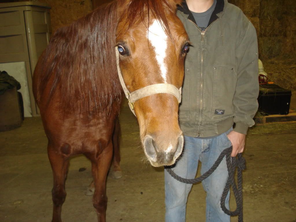 feeding horses wheat straw? The Horse Forum