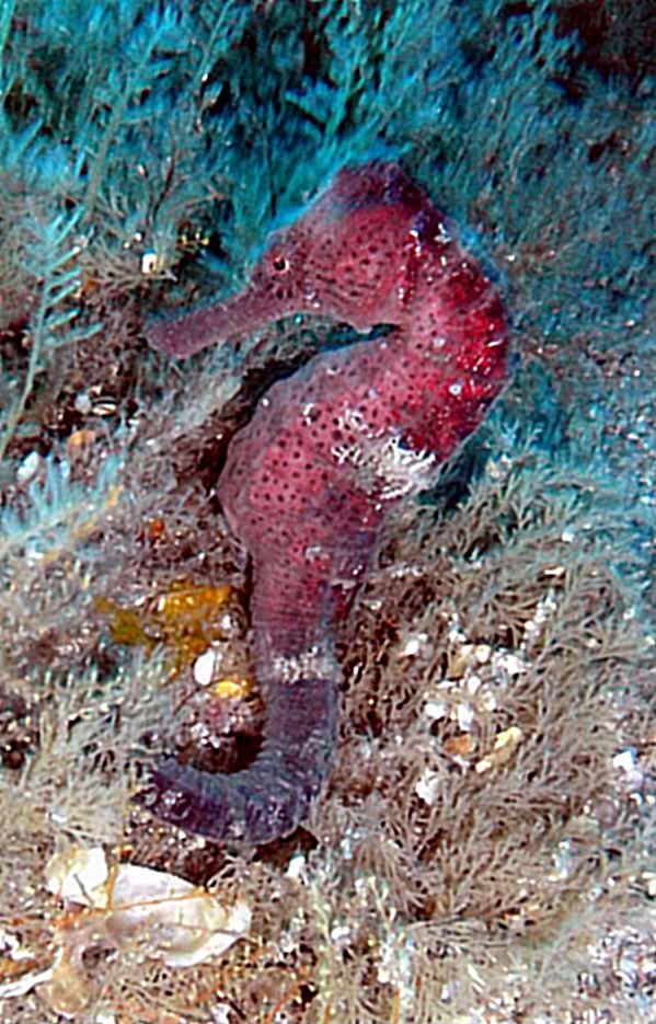 BestSeahorseEver-1.jpg