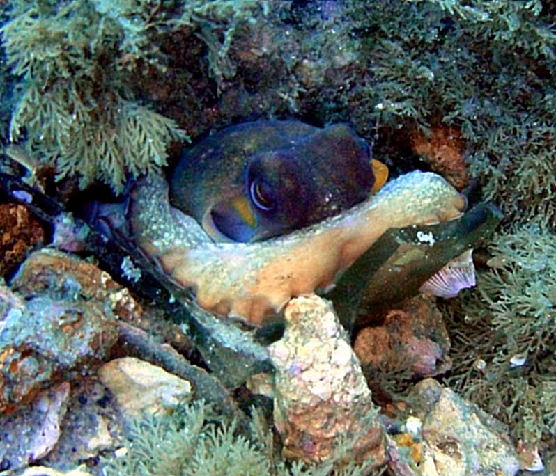 Octopus3.jpg