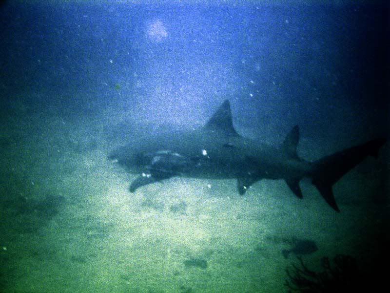 SharkBoyntonBeach2.jpg