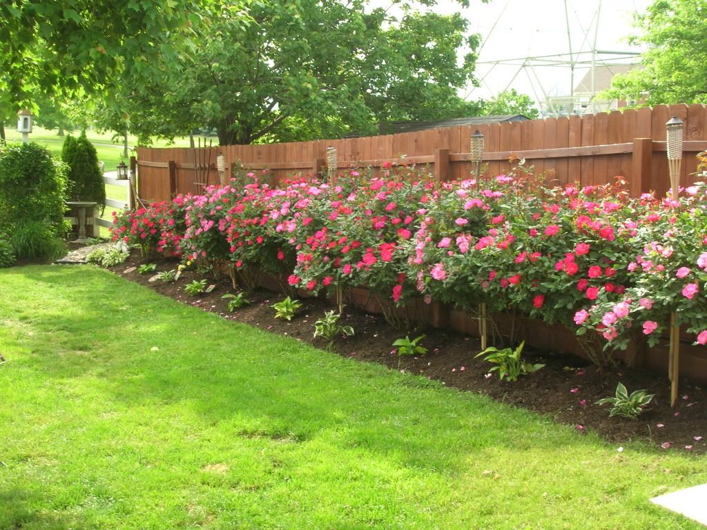 Knockout Rose Hedge