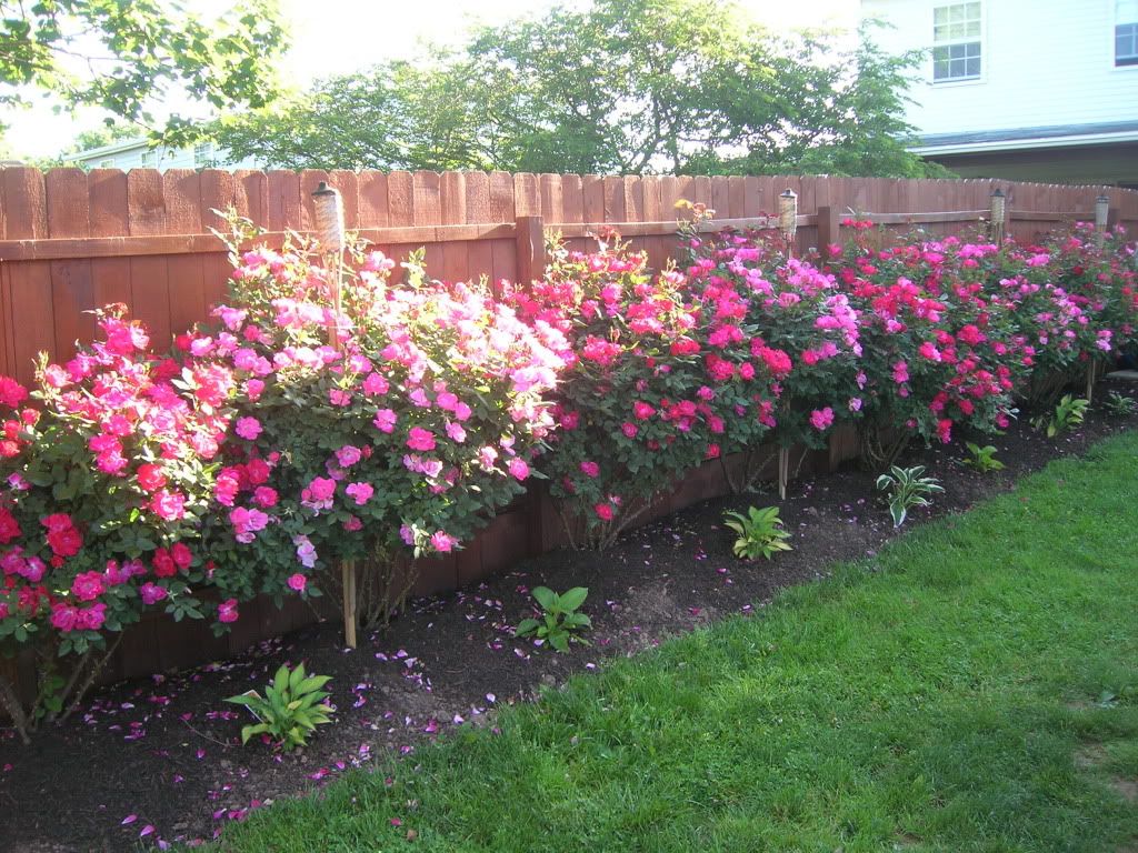 Rose Hedges