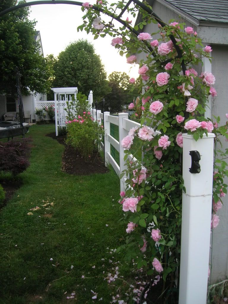 Kathleen Harrop Rose