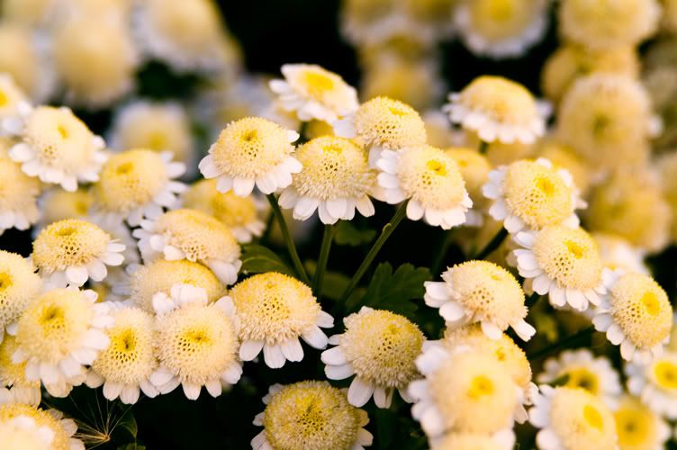 Littleflowers.jpg