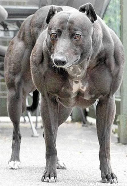 strongest dog in world. World strongest Dog