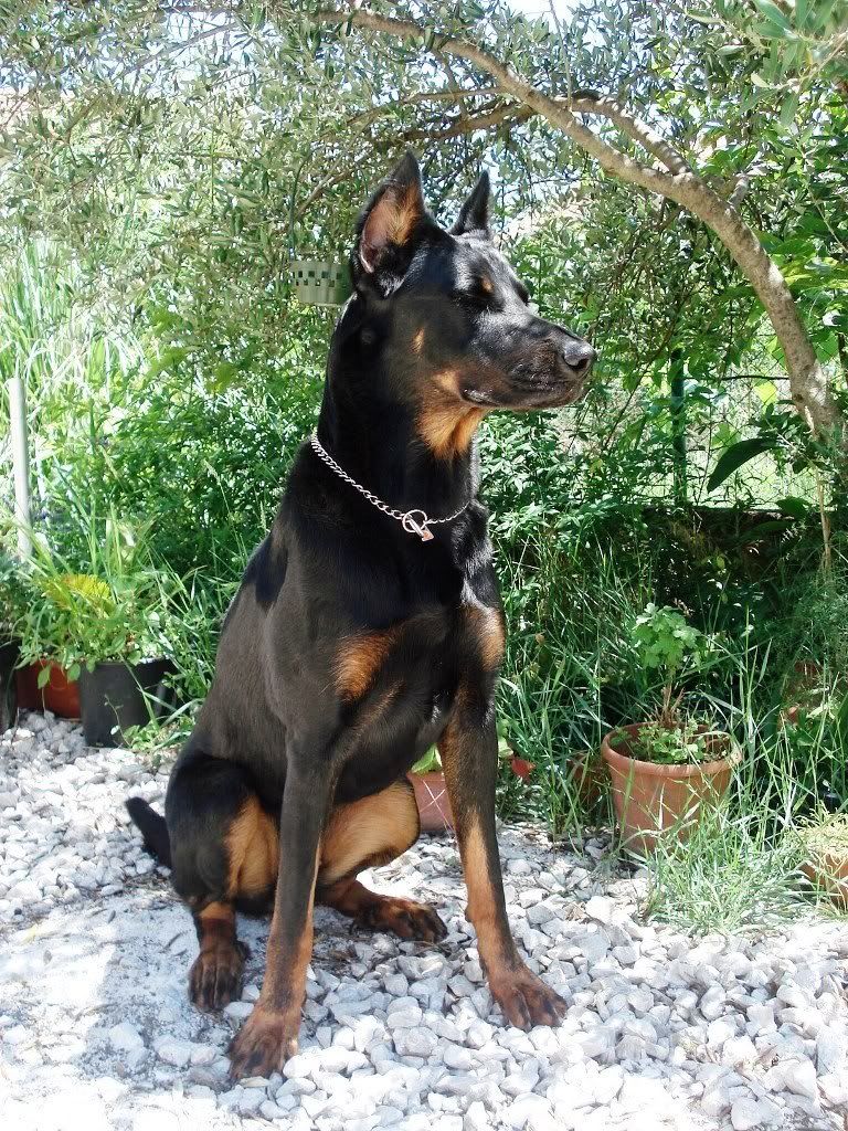 Slika