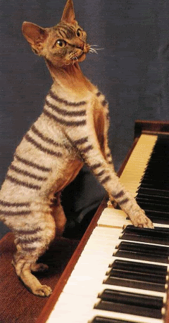 Gnat Churly Music | Free Music,...