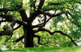  photo Walnut_Tree_Study_2_by_PlanetaryBut.jpg
