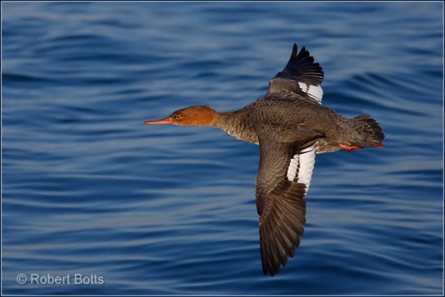 Red-breasted merganser