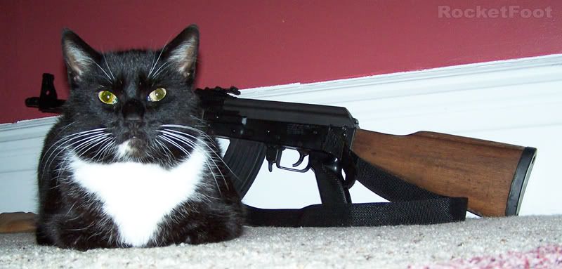 cats with guns. Pictures Of Cats With Guns