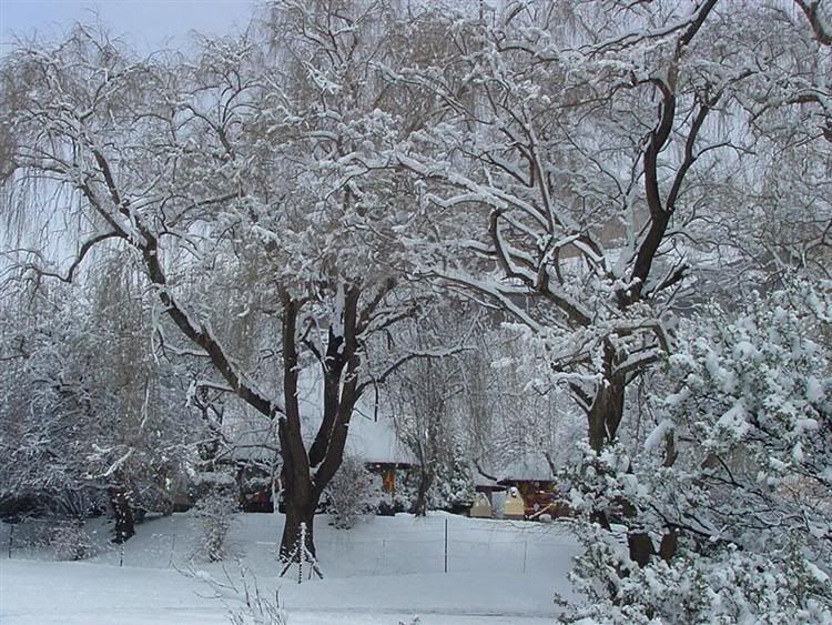 В Африке выпал снег (14 фото)