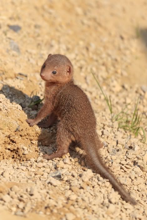 baby mongoose