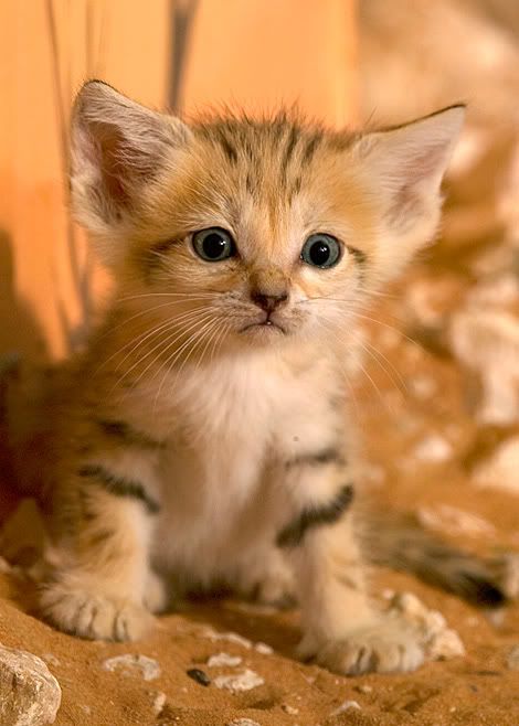 sand cat