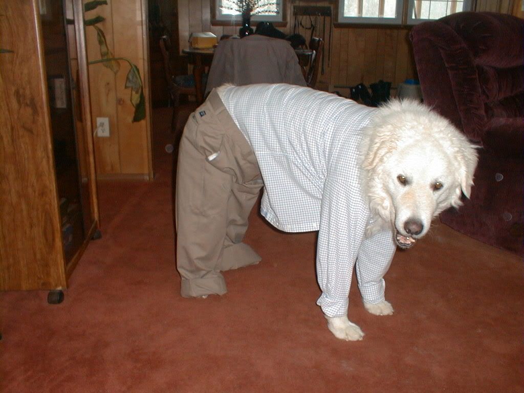 Laszdressed2.jpg