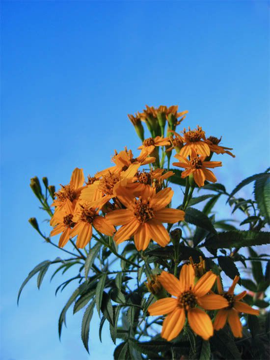 IMAGE: http://i209.photobucket.com/albums/bb50/firu3000/IMG_0ds.jpg