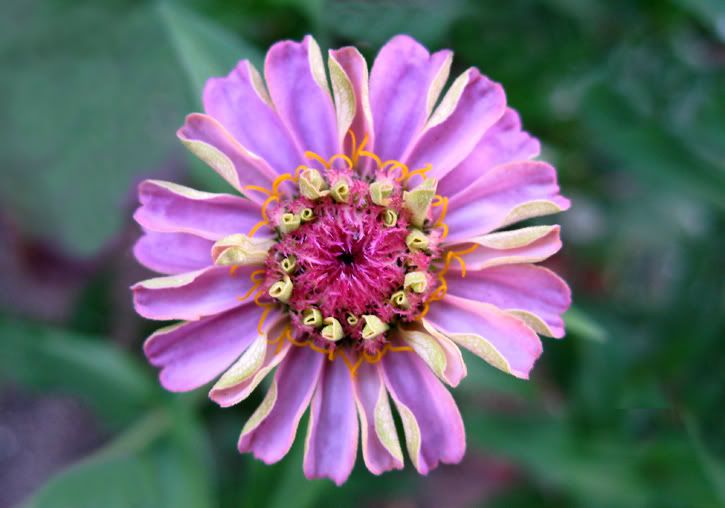 IMAGE: http://i209.photobucket.com/albums/bb50/firu3000/IMG_2.jpg