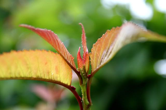 IMAGE: http://i209.photobucket.com/albums/bb50/firu3000/IMG_3340.jpg