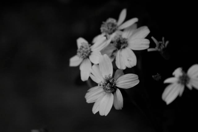 IMAGE: http://i209.photobucket.com/albums/bb50/firu3000/IMG_3351.jpg