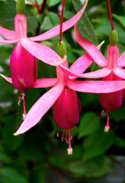 IMAGE: http://i209.photobucket.com/albums/bb50/firu3000/IMG_3846.jpg