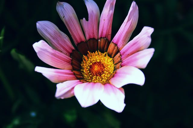 IMAGE: http://i209.photobucket.com/albums/bb50/firu3000/IMG_4943.jpg