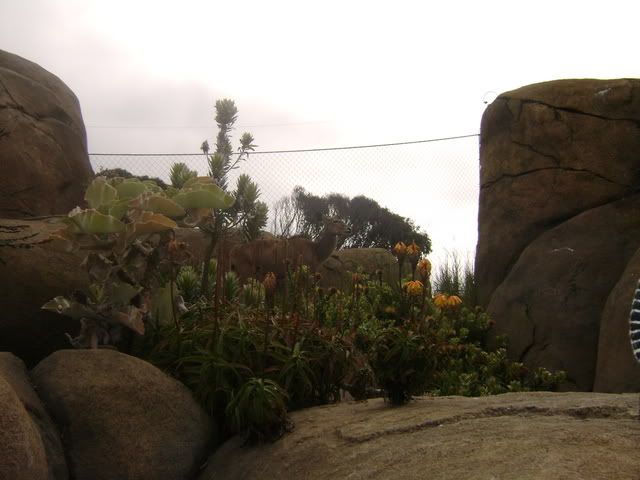 IMAGE: http://i209.photobucket.com/albums/bb50/firu3000/SAN%20FRANCISCO/SF2007030.jpg