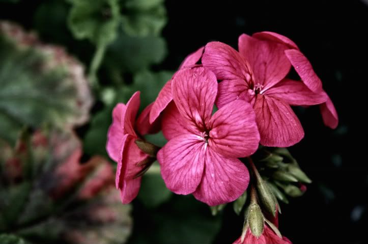 IMAGE: http://i209.photobucket.com/albums/bb50/firu3000/canon013copy.jpg