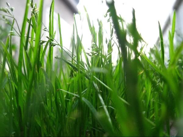 IMAGE: http://i209.photobucket.com/albums/bb50/firu3000/gg.jpg