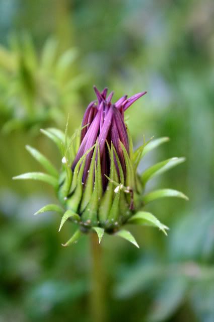 IMAGE: http://i209.photobucket.com/albums/bb50/firu3000/ha-1.jpg