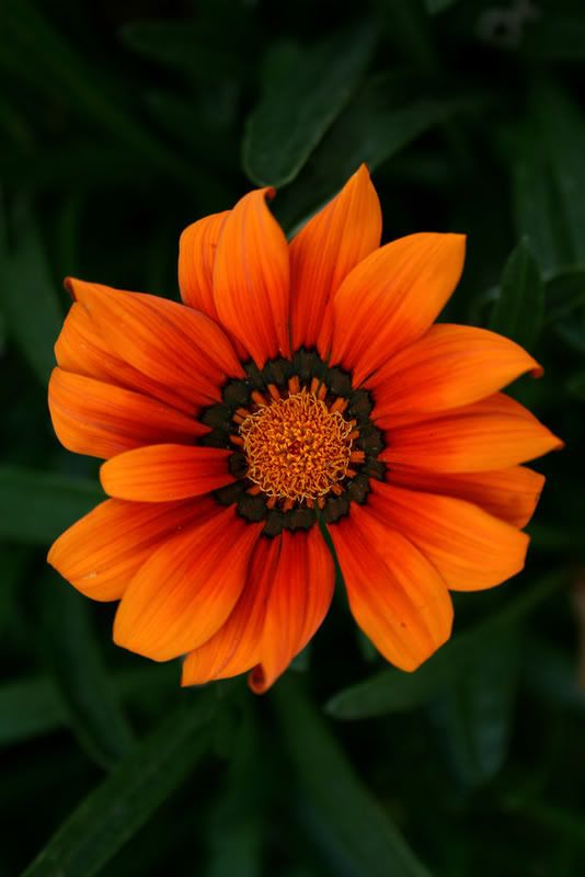 IMAGE: http://i209.photobucket.com/albums/bb50/firu3000/ltadlc.jpg