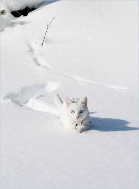 Swimming Through Snow by ace of fin