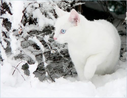 White Snow   White Cat II by ace of