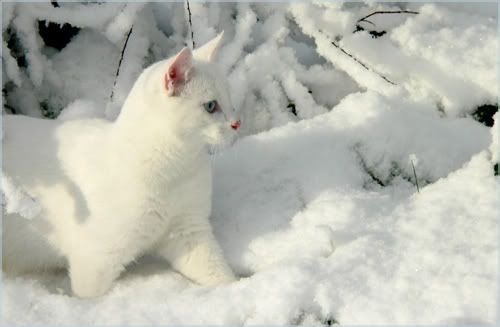 White Snow   White Cat I by ace of 