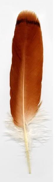red tailed hawk feather Pictures, Images and Photos