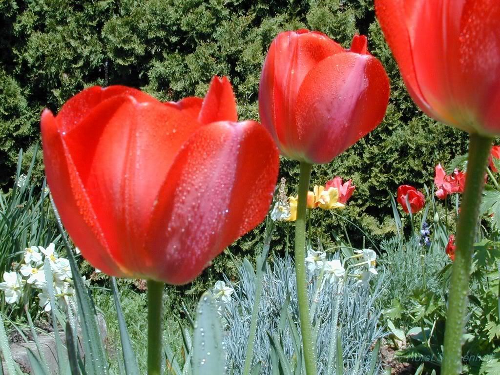 Photobucket - Video and Image Hosting 00016-2001-Apr.jpg