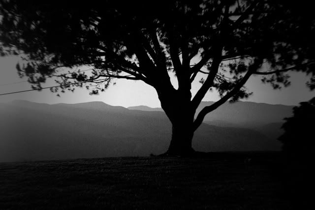 Shadow Tree Pictures, Images and Photos