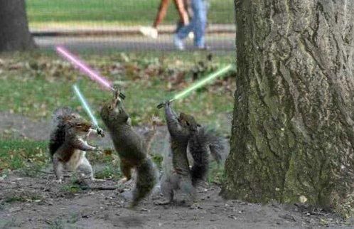 Jedi Squirrel Pictures, Images and Photos