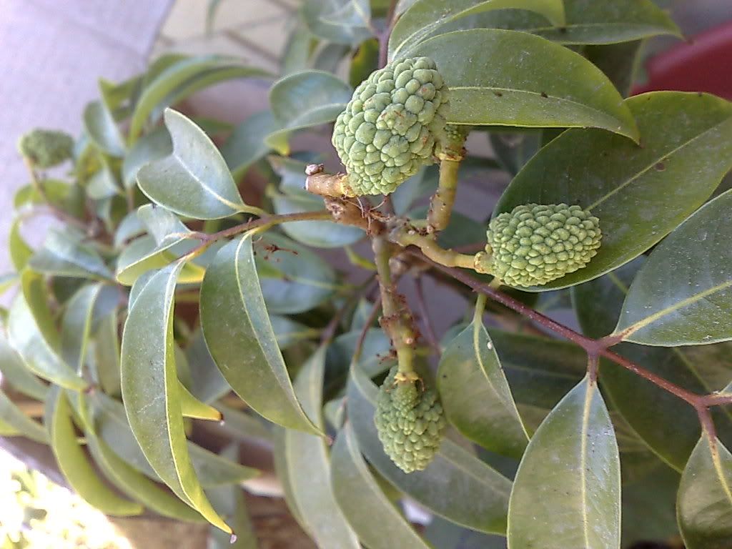My Fruits Forum http://forums.gardenweb.com/forums/load/tropicalfruits