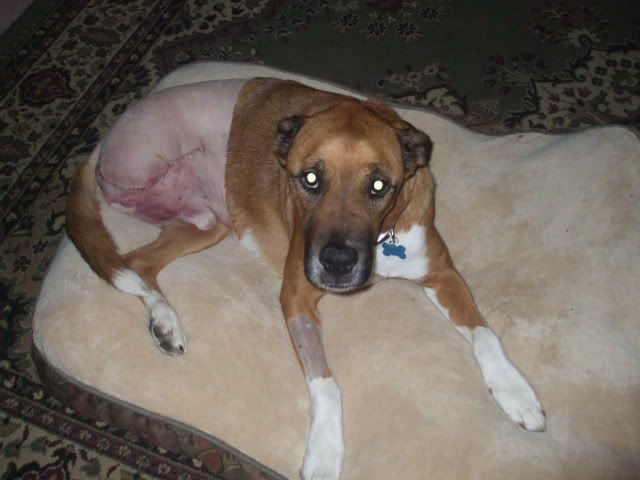 Dude is gone :-( - Countryside Families