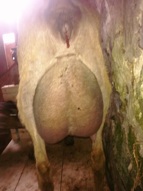 Again...thanks for all the welcomes!  Here are Pictures!! - Goats