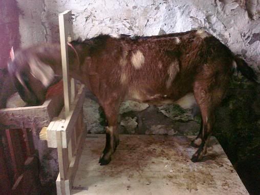 Again...thanks for all the welcomes!  Here are Pictures!! - Goats