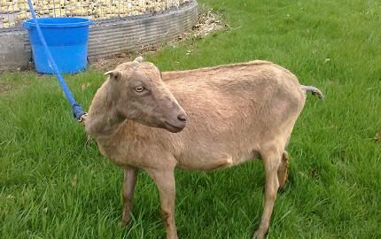 Again...thanks for all the welcomes!  Here are Pictures!! - Goats