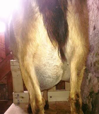 Again...thanks for all the welcomes!  Here are Pictures!! - Goats