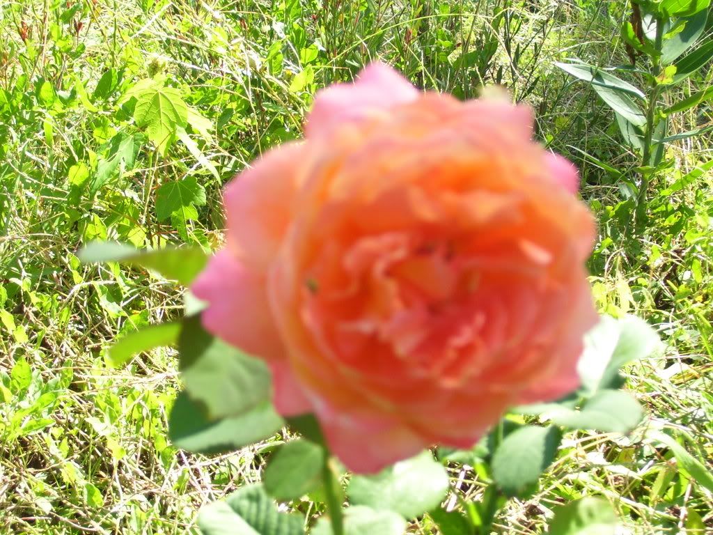 Salmon colored rose