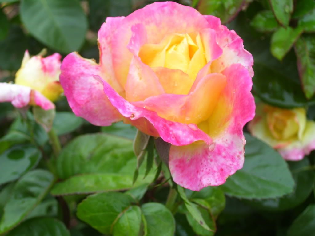 mutant double delight 1