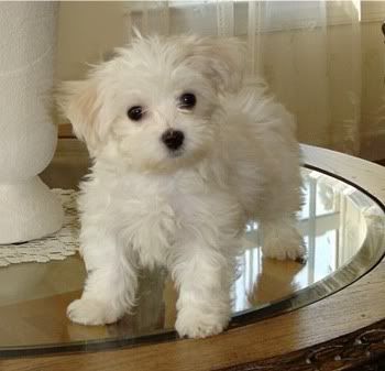 Maltese Maltese breed