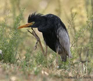 Egret,melanistic,melanism,bird,birds,animal,animals