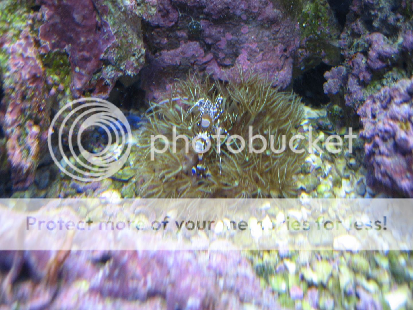 Aquarium_YucatanicusShrimpOnGSPs_14JUN20