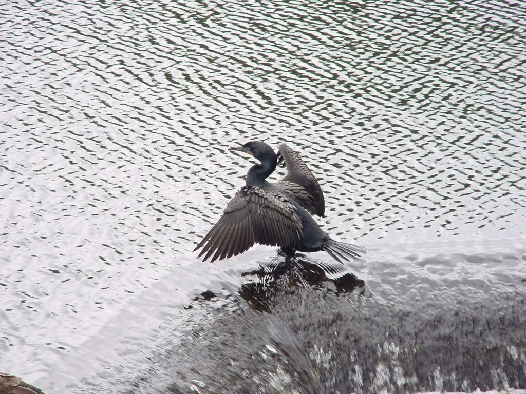 [PokeCommunity.com] My Nature Photography...check it out. :]